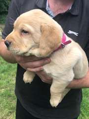 labrador a vendre