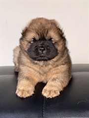 Choits Chow chow