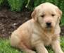 Choits Golden Retriever - photo 1