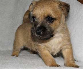 Chiots de terrier de Cairn