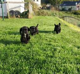 Chiots esquimaux am&#233;ricains &#224; vendre