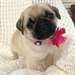 Pug puppies - photo 2