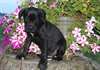 Chiots Cane Corso - photo 1