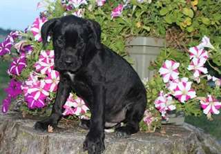 Chiots Cane Corso