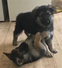 Chiots bergers allemand a vendre