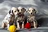 chiots dalmatien a vendre - photo 1