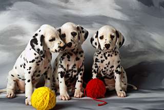 chiots dalmatien a vendre