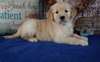 Chiots Golden Retriever - photo 1