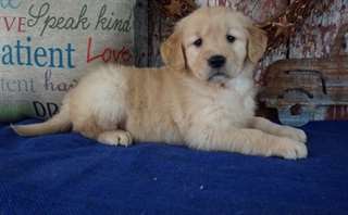 Chiots Golden Retriever