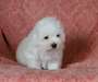 adorable chiot coton de tulear - photo 1