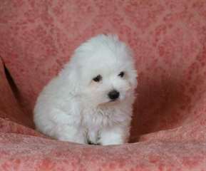 adorable chiot coton de tulear