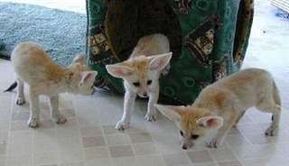 renard fennec, 2 m&#226;les et 2 femelles