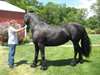 enfants Frison Horse - photo 1