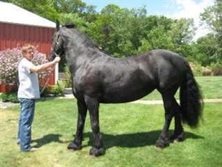 enfants Frison Horse