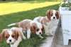 Chiots cavalier king charles A DONNER - photo 1