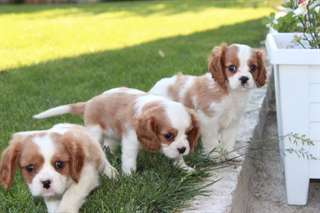 Chiots cavalier king charles A DONNER