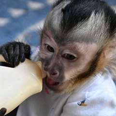 Singe capuncing m&#226;le et femelle &#224; vendre