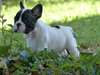 Chiots bouledogue francais male et femelle - photo 1