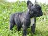 Chiots bouledogue francais male et femelle - photo 2