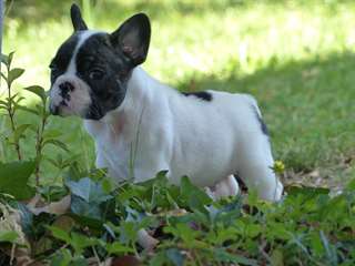 Chiots bouledogue francais male et femelle