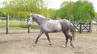 Hongre Cruzado 11 ans cheval de loisir