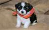 Chiots Bichon Havanaise - photo 1