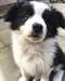 Chiots Border Collies - photo 1