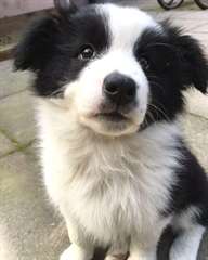 Chiots Border Collies