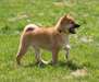 Adorables chiots shiba inu - photo 1