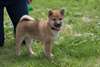 Adorables chiots shiba inu - photo 2