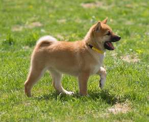 Adorables chiots shiba inu