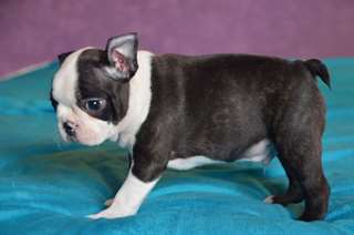 Chiot m&#226;le BOSTON TERRIER CONTRE BON SOINS