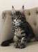 Adorable femelle maine coon - photo 1