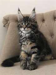 Adorable femelle maine coon