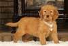 Chiots Golden Retriever - photo 1