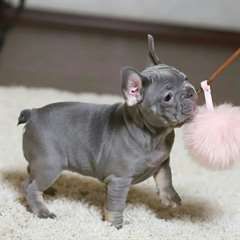 Chiots Bouledogue Fran&#231;ais