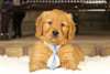 Chiots Golden Retriever - photo 1