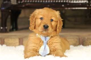 Chiots Golden Retriever