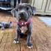 Chiots Staffordshire Bull Terrier - photo 1