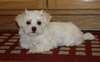 Chiots Maltese - photo 1