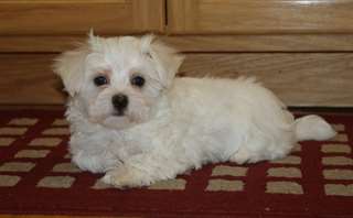 Chiots Maltese