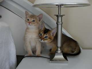 chatons abyssins m&#226;les et femelles