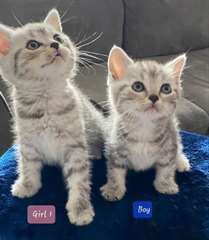 Les chatons Scottish Fold sont pr&#234;ts