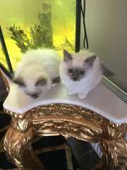 chatons Birman m&#226;les et femelles