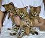 Magnifiques chatons Savannah Ils - photo 1