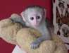 singes capucins - Annonce classée # 533280