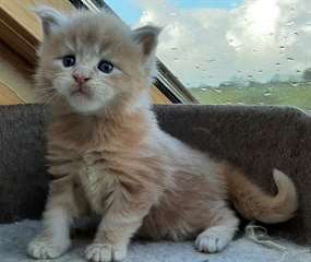 Chatons Maine coon a donner