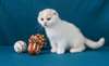 chaton Highland Fold pour adoption - photo 1