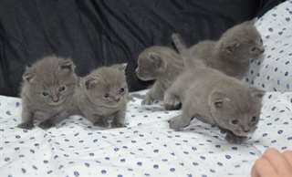 chatons chartreux a donner