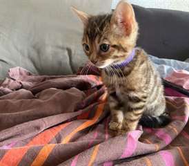 Chaton bengal  a donner